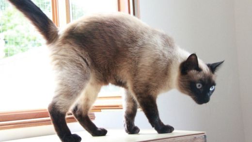 chatterie pension féline pyrénées atlantiques