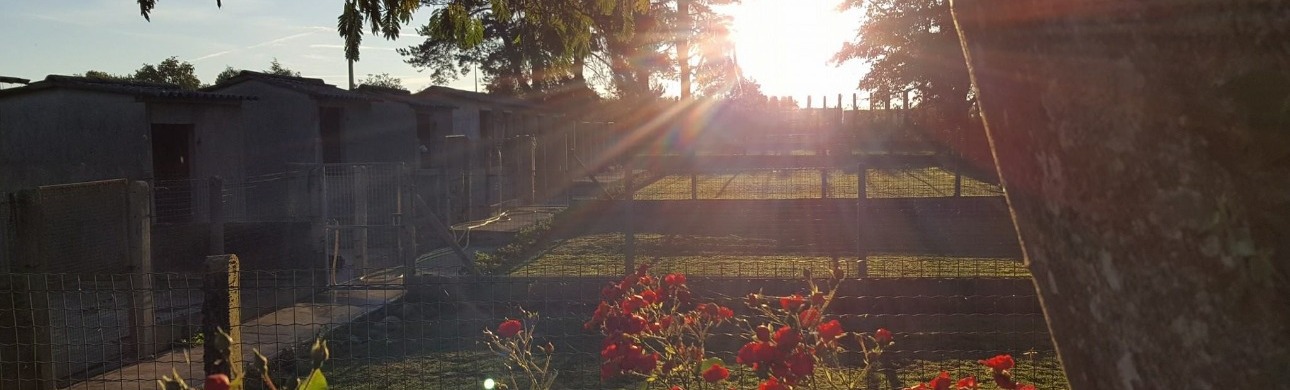 Box pour chien - pension canine la coustère