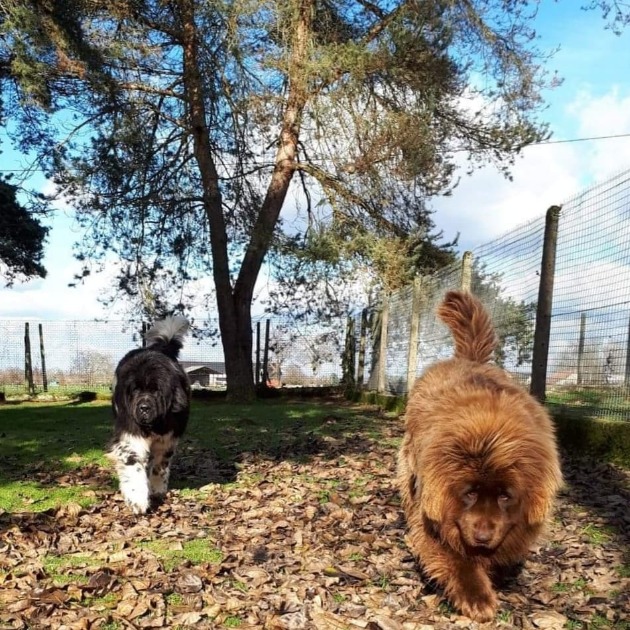 pension canine pyrénées atlantiques