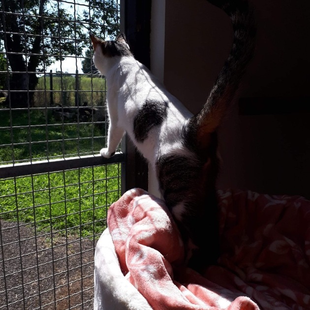 pension pour chat  la coustère