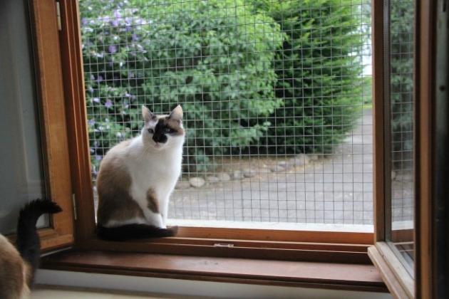 garde de chat - pension féline pyrénées atlantiques