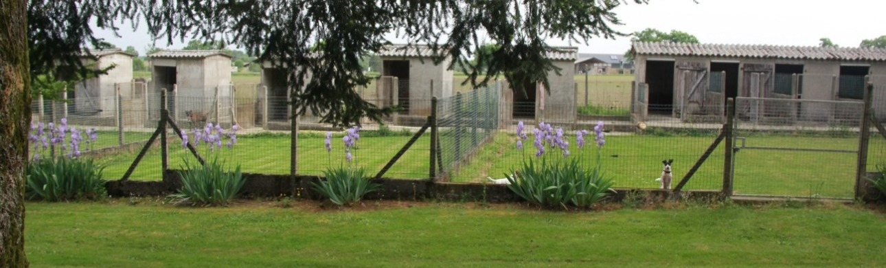 parc de détente pour chiens - pension canine la coustère