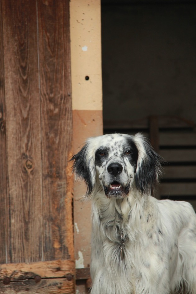 pensionnaire dans son box - pension canine péyrénées atlantiques